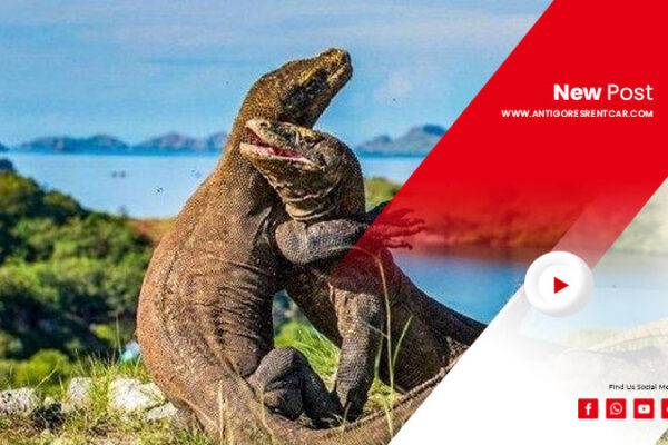 Rental-Mobil-&-Wisata-Komodo
