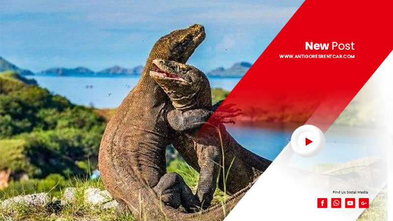 Rental-Mobil-&-Wisata-Komodo